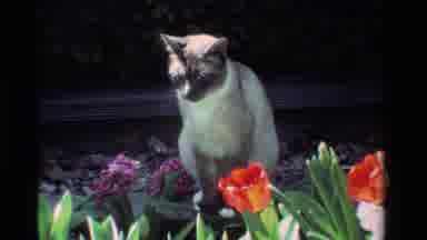 California USA (1984): Cat Sitting Outside In Flowers