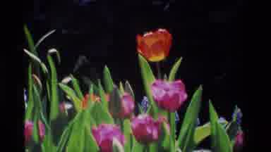 California USA (1984): Camera Zooms In A On A Lovely Red Tulip On A Beautiful