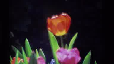 California USA (1984): Zooming In On Orange And Pink Tulip Flowers In Flower Bed