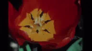 California USA (1984): Red Yellow Flower Outdoor Beautiful Nature Curious White