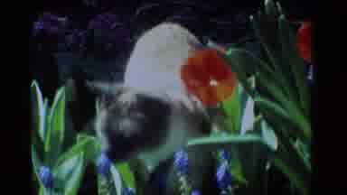 California USA (1984): Multi-Colored Domesticated Adult Cat Sniffing Around Blue