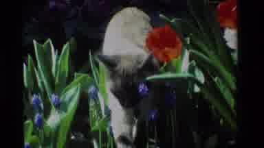 California USA (1984): Brown Cat Walking Slowly Through A Blue And Red Flower