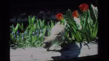 California USA (1984): Pretty Kitty Walking Around Outside In The Flowers And