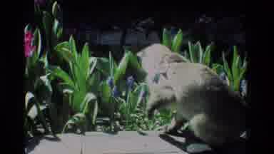 California USA (1984): A Grey Cat With A Collar On Playing And Smelling The In The