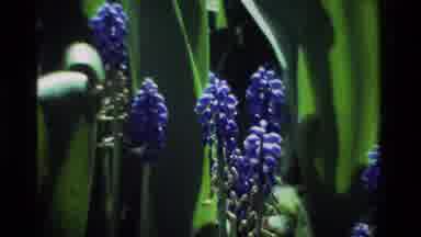 California USA (1984): Camera Pans Across Blue Flower Blossoms In Garden Setting