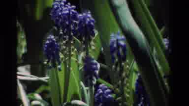 California USA (1984): A Beautiful Blue Flower With A Green Stem And Bugs Crawling