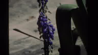 California USA (1984): A Large Bumblebee Rustles Around Inside Of A Grape Vine