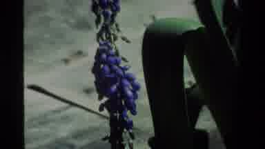 California USA (1984): Wasp Climbing A Stalk Of Beautiful Purple Flowering Stalk