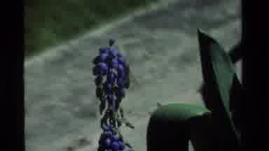 California USA (1984): So Did We Find Out What Happen To All The Bees?