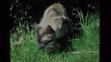 California USA-1984: Siamese Cat Eating Grass In Garden