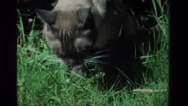 California USA (1984): A Cat Eating Grass And Then Walking On A Path By Flowers