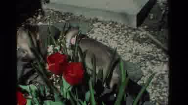 California USA (1984): Cat Hiding Plants Eating Ruffiage Flowers Rose Bed Rock