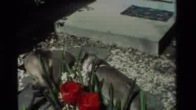 California USA (1984): The Dogs Are In The Garden And Near There The Flowers Are