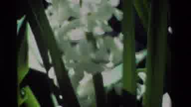 California USA (1984): White Flower Growing In The Sunlight