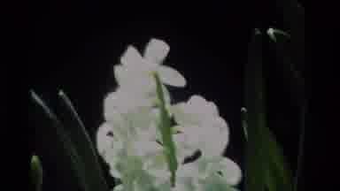 California USA (1984): Gray Cat Scampering Over Small Garden Bench Chase Bunch