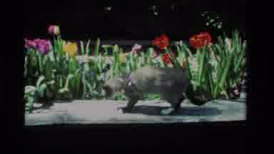 California USA (1984): Cat Playing In The Garden
