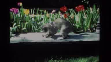 California USA (1984): Cat Curiously Plays With Yarn By A Flower Bed
