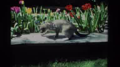California USA (1984): Beautiful Grey Cat Playing Around On A Ledge Near A Garden