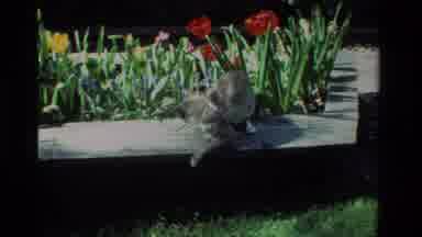 California USA (1984): Black Cat Rolling And Playing Around Near The Flower Garden