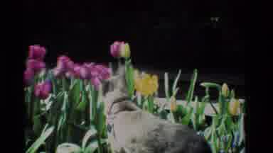 California USA (1984): The Gray Cat Is Outside In The Garden Smelling The Flowers