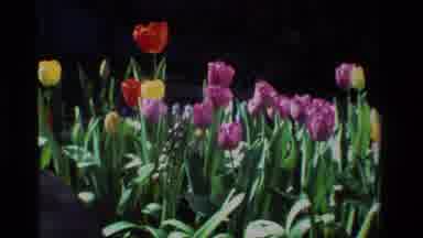 California USA (1984): A Garden Full Of Pretty Yellow Red And Purple Roses