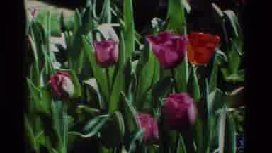 California USA (1984): Observing Beautiful Blooming Flowers With Vibrant Green