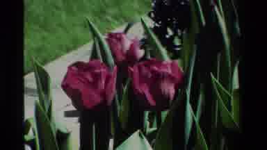 California USA (1984): A Zoom In On A Pretty Purple Flower With Green Leaves And