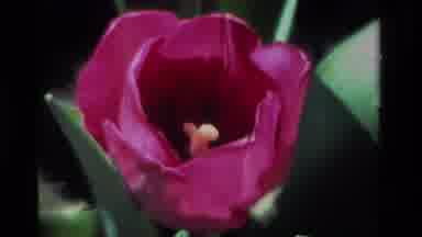 California USA (1984): Flowers Displayed Individually And Then In A Small Garden