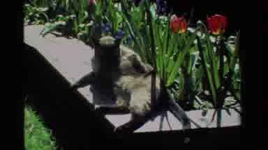 California USA (1984): Cat Laying On A Platform Around Some Flowers As It Grooms