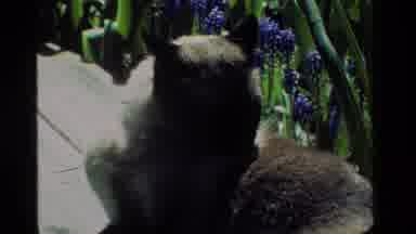 California USA (1984): Cat Grooming To Keep All The Plant Residue Off Her Fur