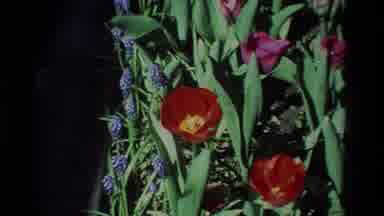 California USA (1984): Zoom In On A Flower