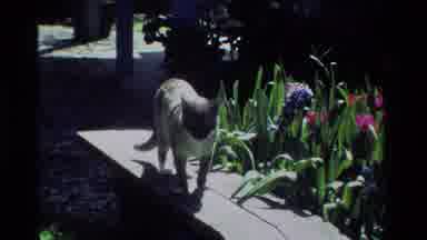 California USA (1984): A Big Fat Cat Is Walks On A Wooden Plank And Meets