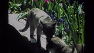 California USA (1984): Two Cats Greet One Another Affectionately Atop A Ledge