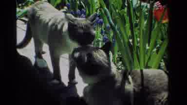 California USA (1984): Cats On The Ledge Smelling Each Other Outside Near A Garden
