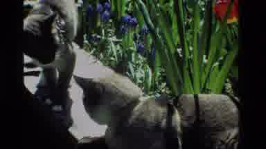 California USA (1984): Two Cats Sniffing At Something On The Sidewalk Next To