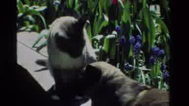 California USA (1984): Two Siamese Cats Playing With Each Other In The Yard