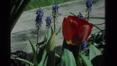 California USA (1984): Large Red Tulip In Bloom With Others Not Yet Opened