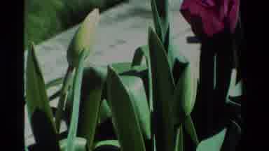 California USA (1984): Beautiful And Colorful Flowers In A Green Garden Outside
