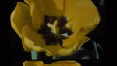 California USA (1984): A View Of A Pretty Yellow Flower