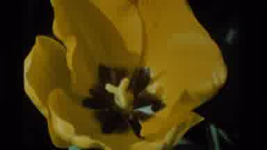California USA (1984): A Cat Surrounded By Flowers