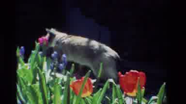 California USA (1984): Grey Cat In Flower Garden