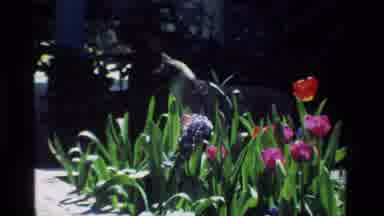 California USA (1984): A Cat Playing With The Flowers In A Garden