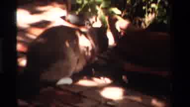 California USA (1984): Curious Cute Cat Searching Walking Around Underneath A