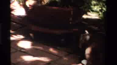 California USA (1984): Blurry Picture Of A Leashed Animal Of Some Kind Sniffing