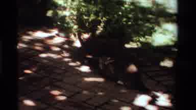 California USA (1984): A Curious Cat Trying To Get Its Prey Under The Planter