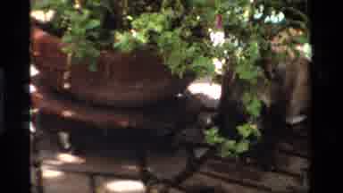 California USA (1984): A Dog Messing Up With Someone's Garden