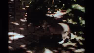 California USA (1984): Feline Friend Caught And Brought Rat Back To Owners As Gift