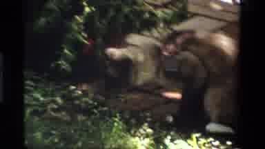 California USA (1984): Sweet House Cat With Collar And Tag Playing And Swatting