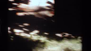 California USA (1984): Squirrel Roaming Park