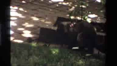 California USA (1984): A Little Gray Cat Running And Jumping To Lay On A Green